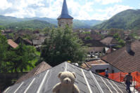 teddy